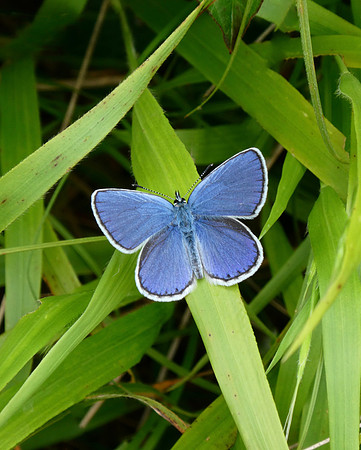 Reverdin's Blue