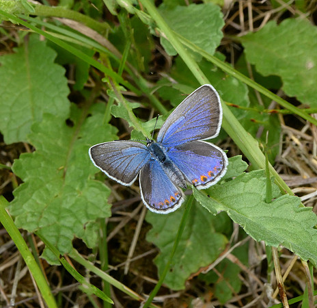 Reverdin's Blue
