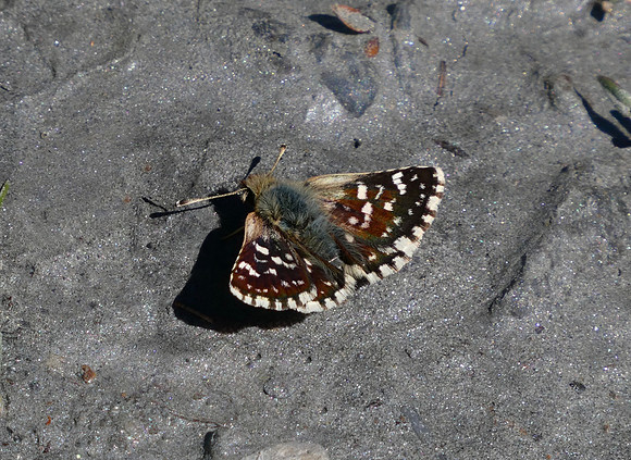 Red Underwing Skipper