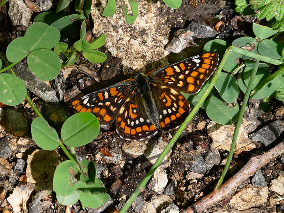 Scarce Fritillary