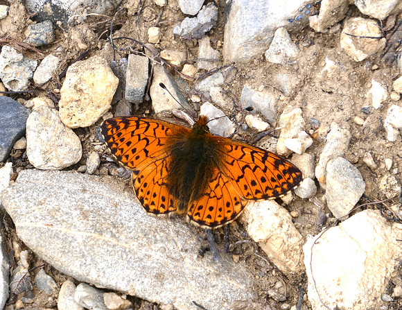 Shepherd's Fritillary