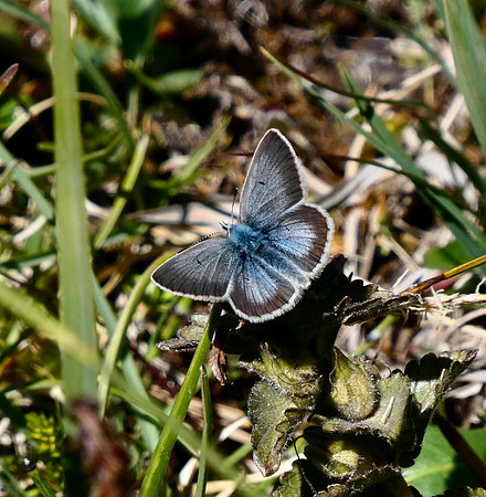 Silvery Argus