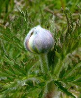Alpine Pasque Flower