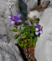 Alpine Skullcap