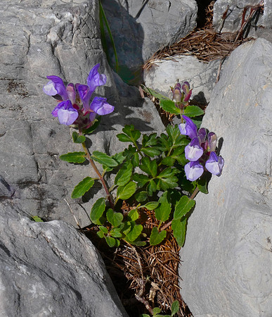Alpine Skullcap