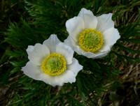 Alpine Pasque Flower