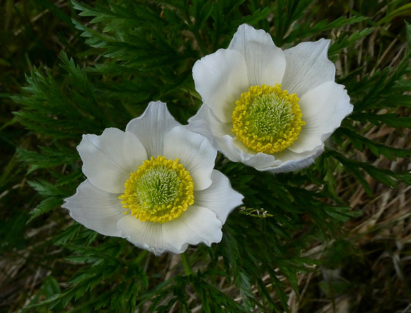 Alpine Pasque Flower