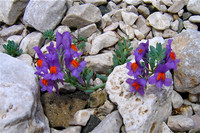 Alpine Toadflax