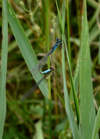 Blue-eye