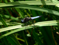 Black-tailed Skimmer