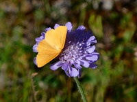 Crocota lutearia
