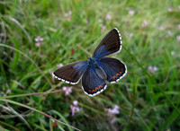 Adonis Blue