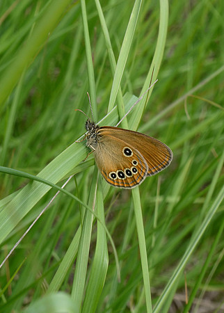 False Ringlet