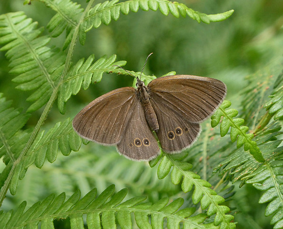 False Ringlet