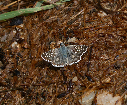 Cinquefoil Skipper
