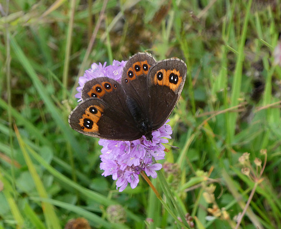 Chapman's Ringlet