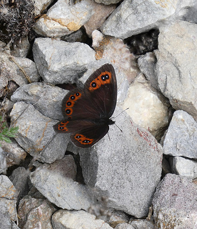 Chapman's Ringlet