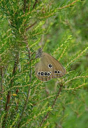 False Ringlet