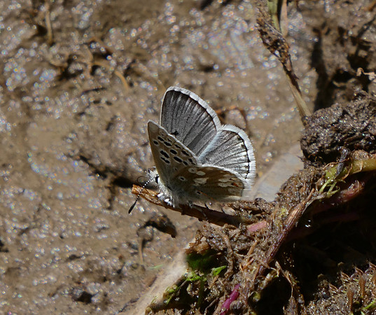 Gavarnie Blue