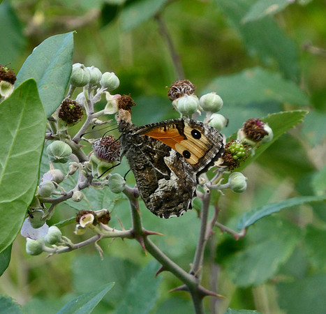 Grayling