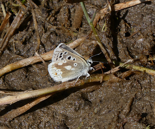 Gavarnie Blue