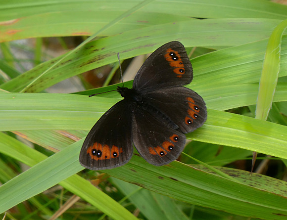 Piedmont Ringlet