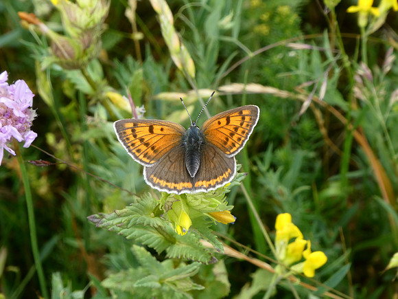 Purple-edged Copper