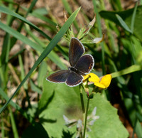 Short-tailed Blue female