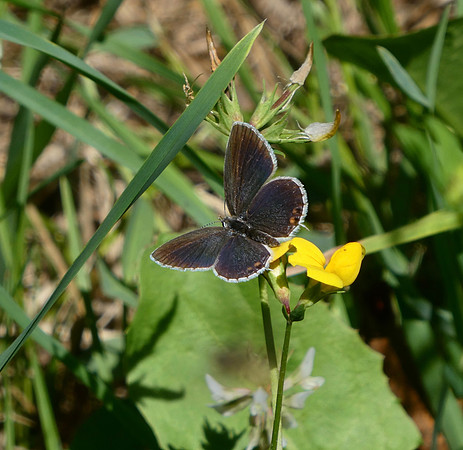 Short-tailed Blue female