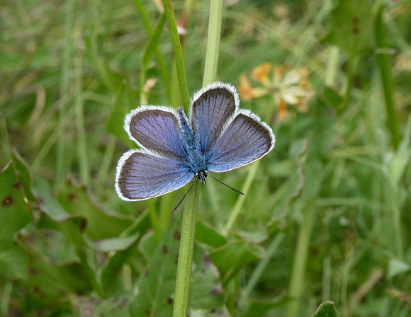 Silver-studded Blue