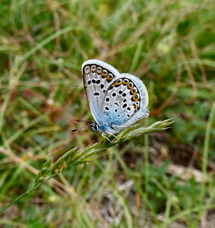 Silver-studded Blue