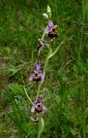 Late Spider Orchid