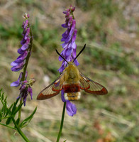 Broad bordered Bee Hawk Moth