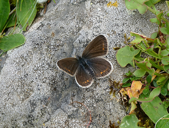 Silver-studded Blue female