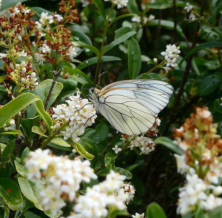 Black-veined White