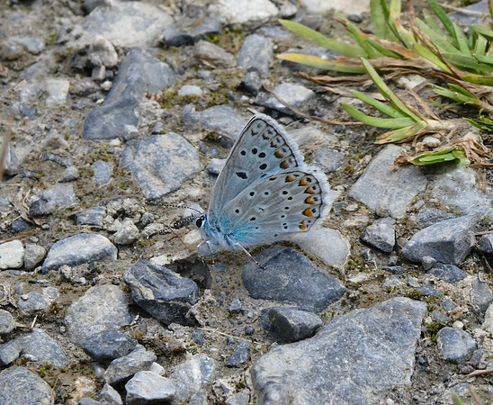 Escher's Blue