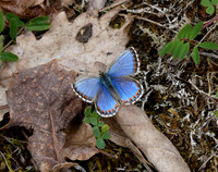 Adonis Blue form ceronus