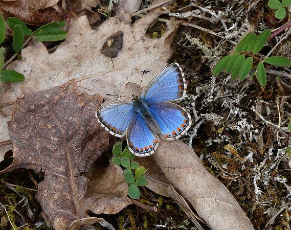 Adonis Blue form ceronus