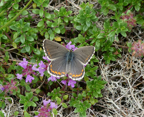 Adonis Blue female
