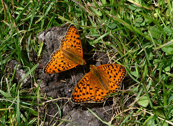 Dark Green Fritillary males
