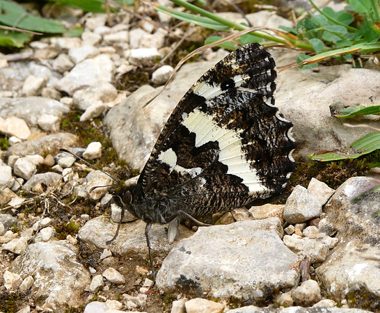 Great Banded Grayling