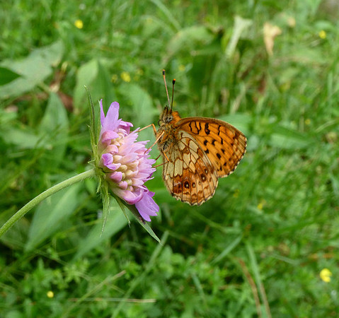 Lesser Marbled Fritillary
