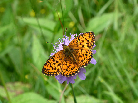 Lesser Marbled Fritillary