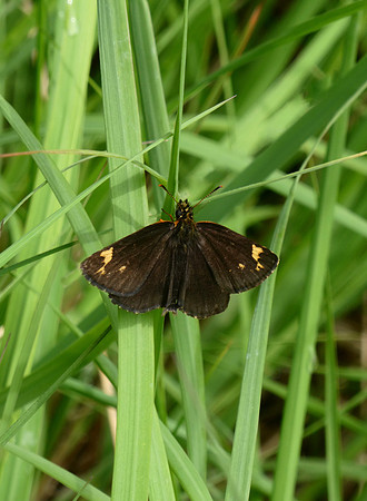 Large Chequered Skipper