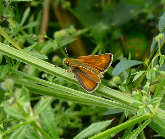 Lulworth Skipper