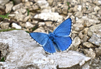 Butterflies, British A-D
