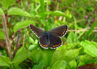 Adonis Blue
