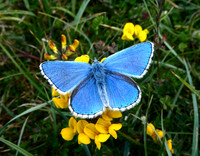 Adonis Blue