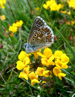 Adonis Blue