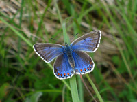 Adonis Blue